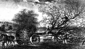 Anonimo, Il trapianto, incisione da The Planter’s Guide, 1827