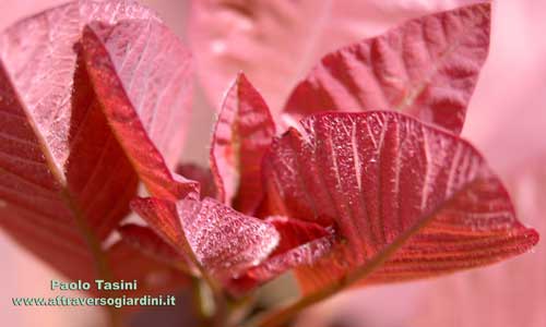 Cotinus dummeri Grace