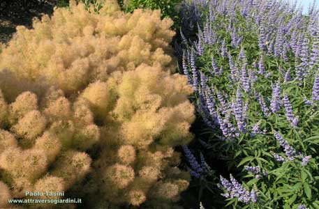 Cotinus Young Lady e Vitex Latifolia