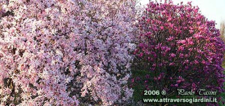 magnolie-in-fiore-copy.jpg