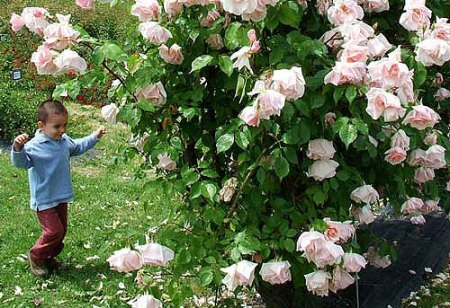 Federico e rosa ‘Belle Portugaise’