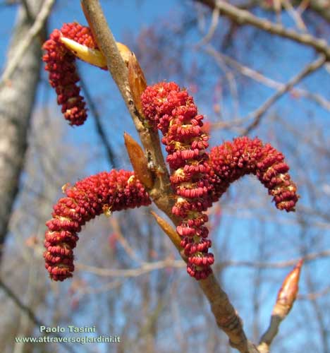 Populus nigra infiorescenza