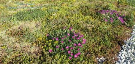 Prevegetati di Sedum e Delosperma