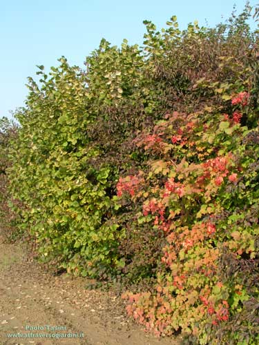 Siepe di Viburnum opalus, Cornus sanguinea, Corylus avellana.