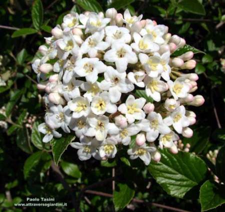 Viburnum x burkwoodii