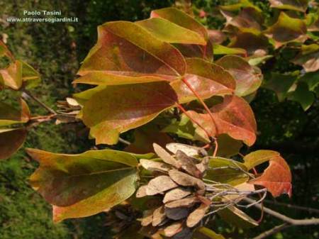 Acer buergerianum