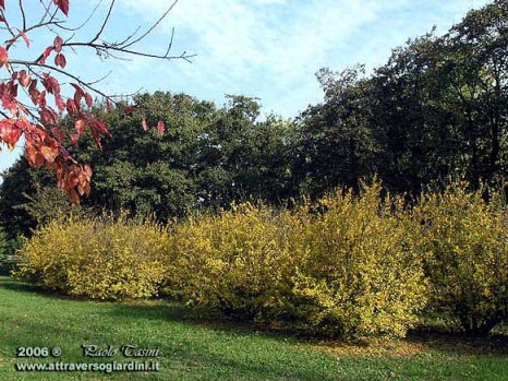 Acer campestre e Punica granatum