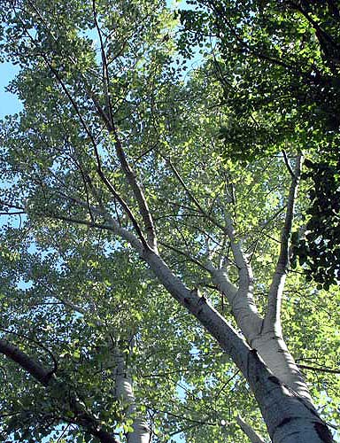 Populus canescens