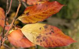 Diospyros virginiana