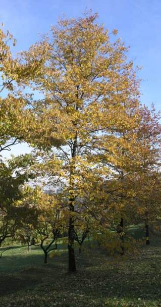 Diospyros virginiana