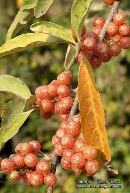 Eleagnus umbellata