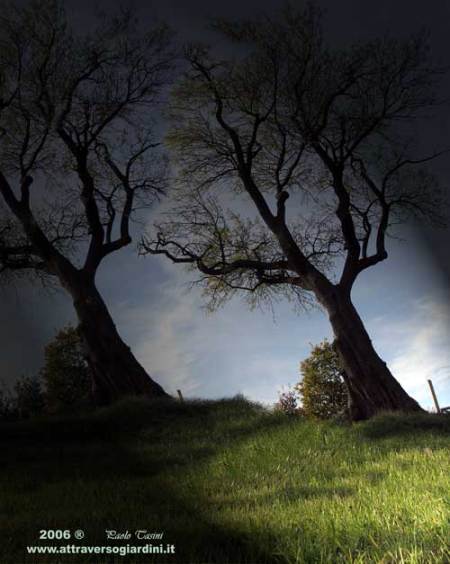 Il mandorlo e l’anima