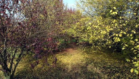 Prunus pissardi e cerasifera Prunus pissardi e cerasifera
