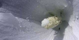 Hibiscus syriacus Totus albus
