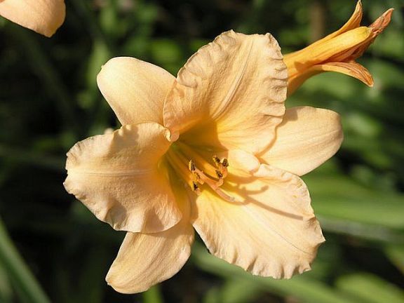 Hemerocallis Naomi Ruth
