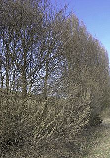 Salix e Populus