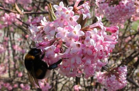 Viburnum x bodnantense ‘Dawn’