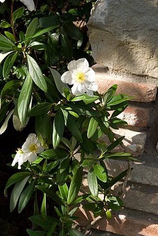 Carpenteria californica