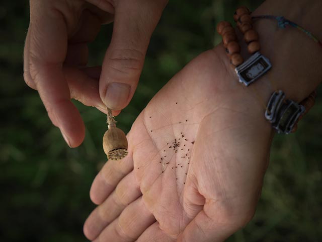 Saliera di papavero Saliera di papavero