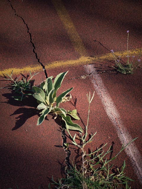 Elementi di Giardinaggio Birichino - Campi da Basket Elementi di Giardinaggio Birichino - Campi da Basket