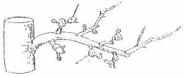 manzano_peral_todo_3