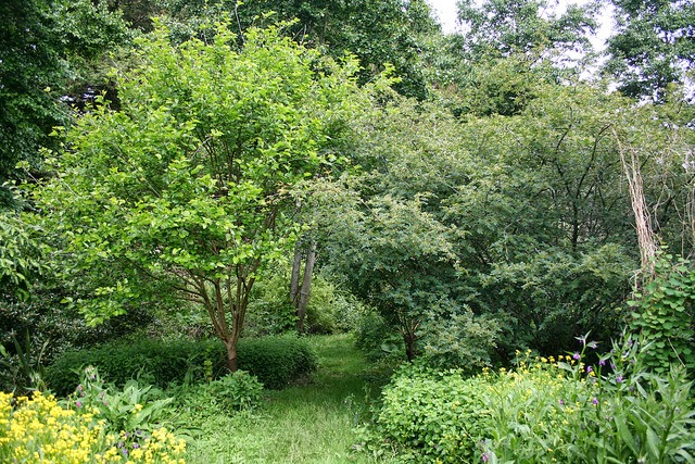 dal Forest Garden di Martin Crawford uno scorcio di sentiero tra un Morus alba e un Zanthoxylum simulans